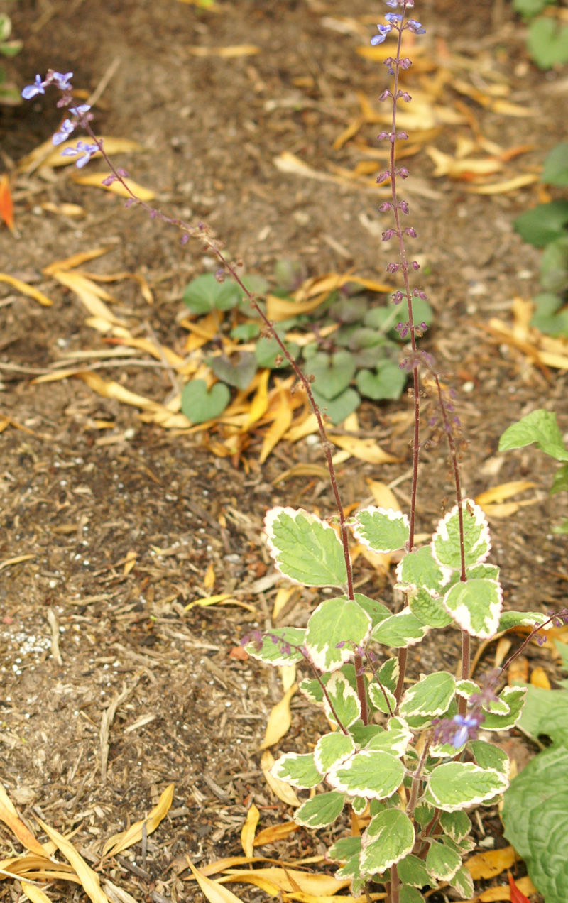 Plectranthus species/ hybrids – eFlora of India